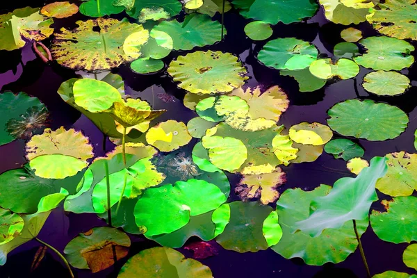 Lotus yaprağı ormanı. Çevre sorunları. Düz dizayn. Yüksek kalite vektör çizimi. Arkaplan deseni.