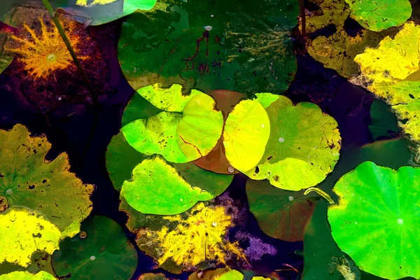 Lotus yaprağı ormanı. Çevre sorunları. Düz dizayn. Yüksek kalite vektör çizimi. Arkaplan deseni.