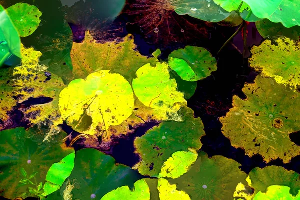 Lotus yaprağı ormanı. Çevre sorunları. Düz dizayn. Yüksek kalite vektör çizimi. Arkaplan deseni.