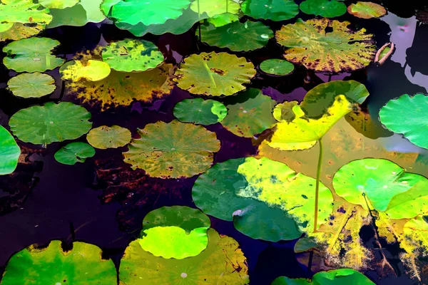 Lotus Leaf Jungle Environmental Issues Flat Design High Quality Vector — Fotografia de Stock