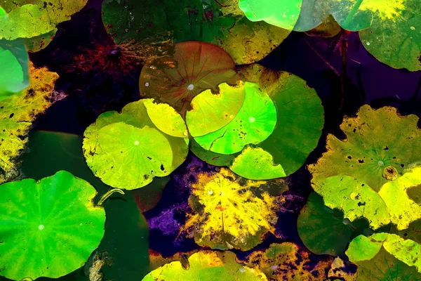 Lotus yaprağı ormanı. Çevre sorunları. Düz dizayn. Yüksek kalite vektör çizimi. Arkaplan deseni.