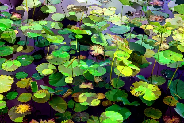 Lotus yaprağı ormanı. Çevre sorunları. Düz dizayn. Yüksek kalite vektör çizimi. Arkaplan deseni.