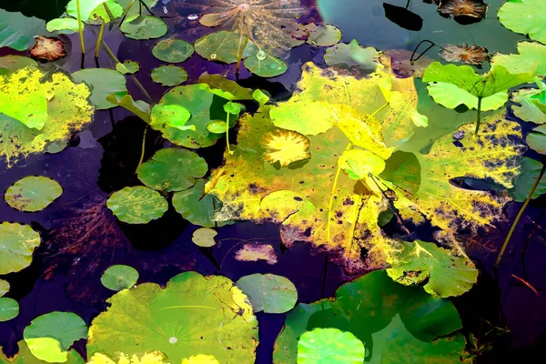 Lotus yaprağı ormanı. Çevre sorunları. Düz dizayn. Yüksek kalite vektör çizimi. Arkaplan deseni.