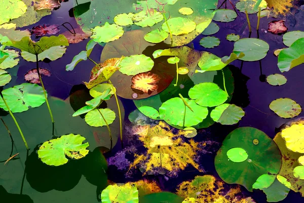 Lotus Leaf Jungle Environmental Issues Flat Design High Quality Vector — 图库照片