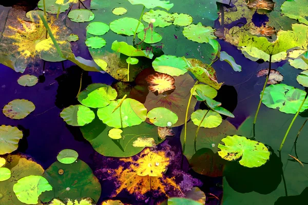 Lotus Leaf Jungle Environmental Issues Flat Design High Quality Vector — Stockfoto