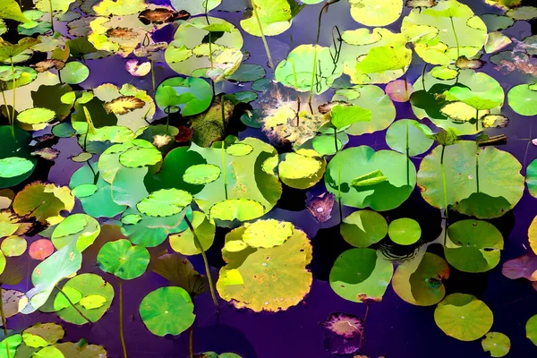 Lotus yaprağı ormanı. Çevre sorunları. Düz dizayn. Yüksek kalite vektör çizimi. Arkaplan deseni.