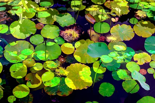 Lotus yaprağı ormanı. Çevre sorunları. Düz dizayn. Yüksek kalite vektör çizimi. Arkaplan deseni.