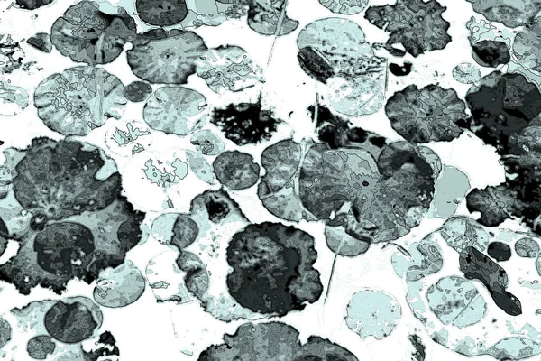 Lotus yaprağı ormanı. Çevre sorunları. Düz dizayn. Yüksek kalite vektör çizimi. Arkaplan deseni.