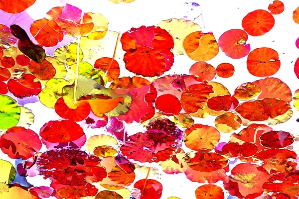 Lotus yaprağı ormanı. Çevre sorunları. Düz dizayn. Yüksek kalite vektör çizimi. Arkaplan deseni.