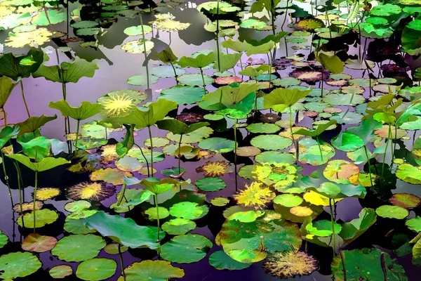 Lotus yaprağı ormanı. Çevre sorunları. Düz dizayn. Yüksek kalite vektör çizimi. Arkaplan deseni.