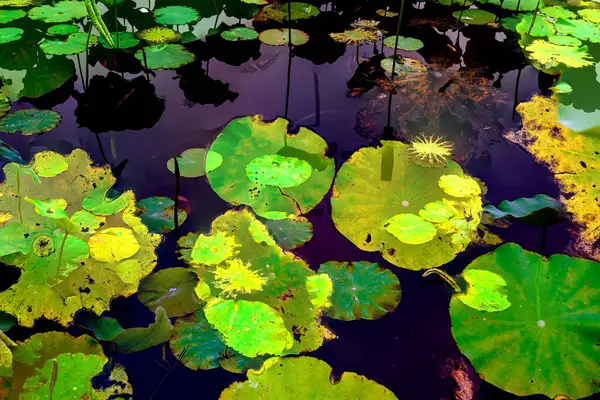 Lotus yaprağı ormanı. Çevre sorunları. Düz dizayn. Yüksek kalite vektör çizimi. Arkaplan deseni.