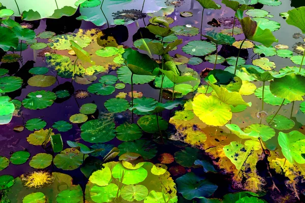 Lotus yaprağı ormanı. Çevre sorunları. Düz dizayn. Yüksek kalite vektör çizimi. Arkaplan deseni.