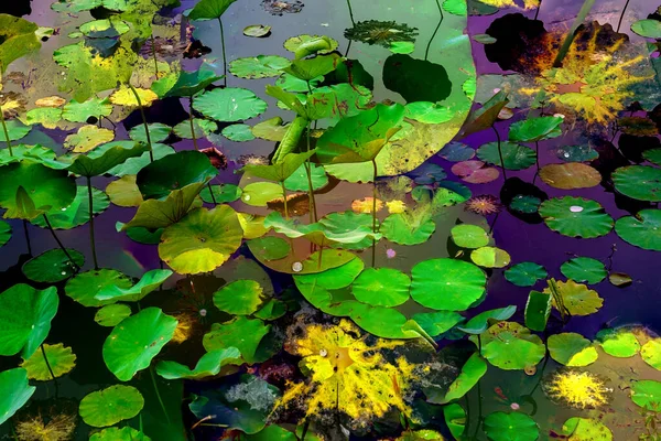 Lotus yaprağı ormanı. Çevre sorunları. Düz dizayn. Yüksek kalite vektör çizimi. Arkaplan deseni.