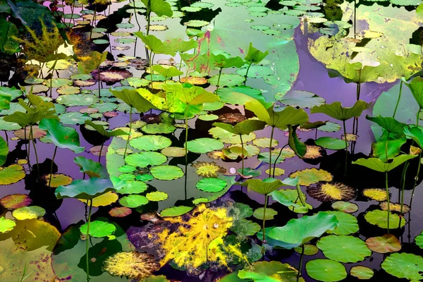 Lotus yaprağı ormanı. Çevre sorunları. Düz dizayn. Yüksek kalite vektör çizimi. Arkaplan deseni.