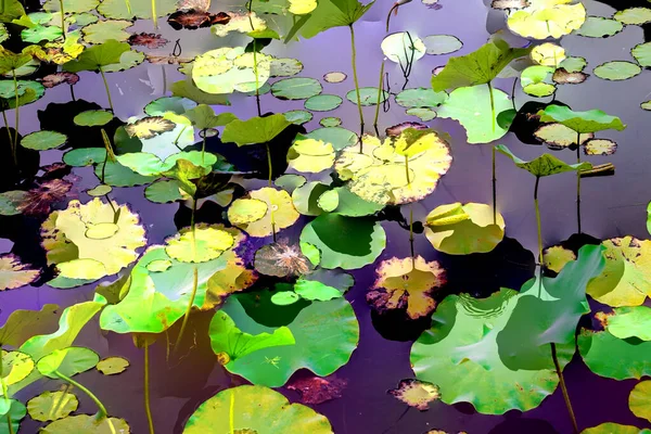 Lotus Leaf Jungle Environmental Issues Flat Design High Quality Vector —  Fotos de Stock