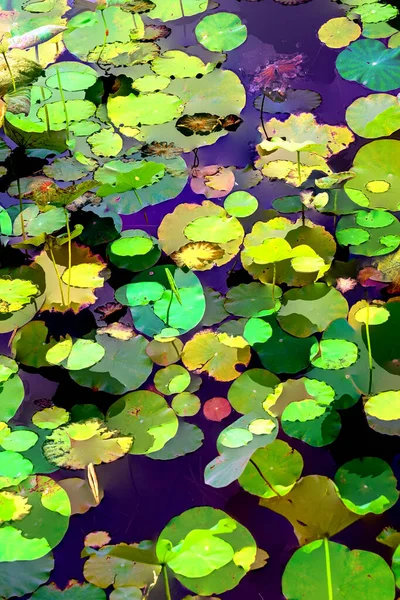 Lotus yaprağı ormanı. Çevre sorunları. Düz dizayn. Yüksek kalite vektör çizimi. Arkaplan deseni.