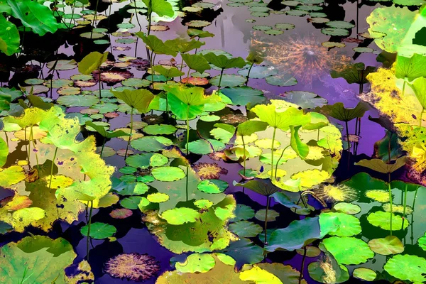 Lotus yaprağı ormanı. Çevre sorunları. Düz dizayn. Yüksek kalite vektör çizimi. Arkaplan deseni.