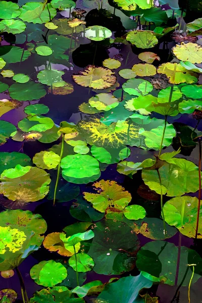 Lotus yaprağı ormanı. Çevre sorunları. Düz dizayn. Yüksek kalite vektör çizimi. Arkaplan deseni.