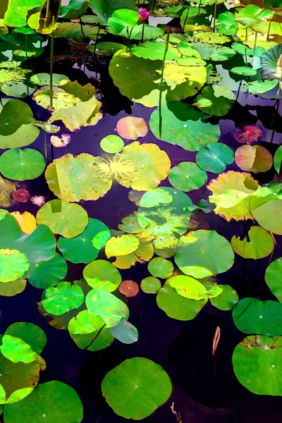 Lotus yaprağı ormanı. Çevre sorunları. Düz dizayn. Yüksek kalite vektör çizimi. Arkaplan deseni.