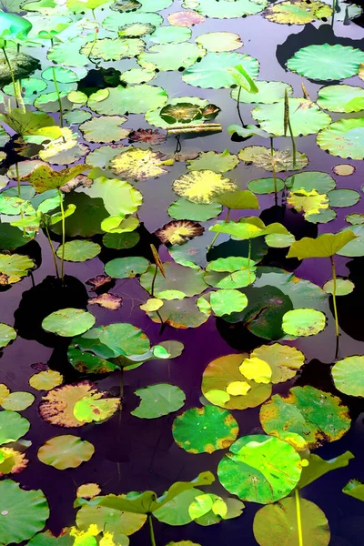 Lotus Leaf Jungle Environmental Issues Flat Design High Quality Vector — ストック写真