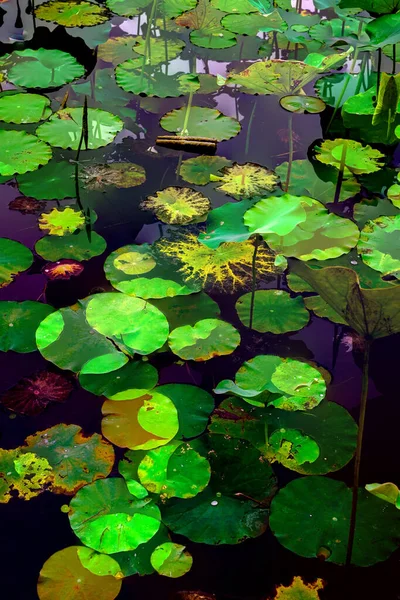 Lotus yaprağı ormanı. Çevre sorunları. Düz dizayn. Yüksek kalite vektör çizimi. Arkaplan deseni.