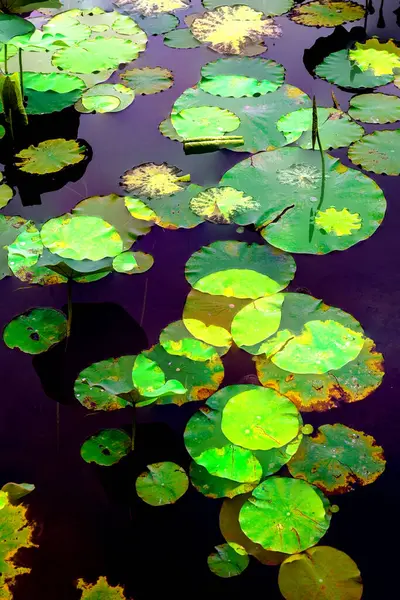 Lotus yaprağı ormanı. Çevre sorunları. Düz dizayn. Yüksek kalite vektör çizimi. Arkaplan deseni.