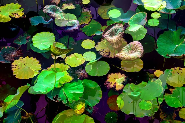 Lotus yaprağı ormanı. Çevre sorunları. Düz dizayn. Yüksek kalite vektör çizimi. Arkaplan deseni.