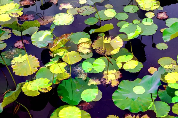 Clustered Lotus Leaves Elegant Background Pattern — Photo