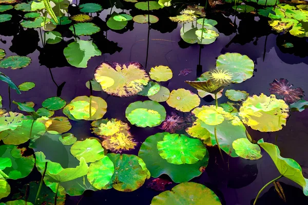 Clustered Lotus Leaves Elegant Background Pattern — Foto de Stock