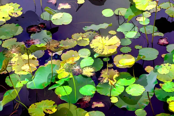 Clustered Lotus Leaves Elegant Background Pattern — ストック写真