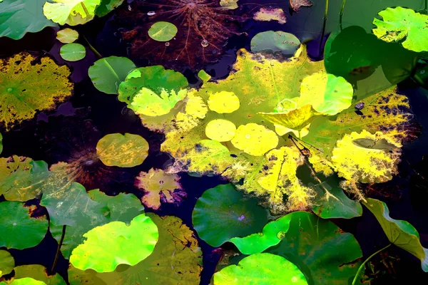 Clustered Lotus Leaves Elegant Background Pattern — Zdjęcie stockowe