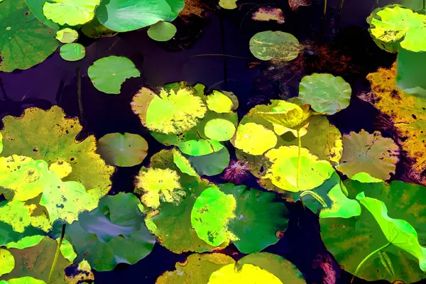 Clustered Lotus Leaves Elegant Background Pattern — ストック写真