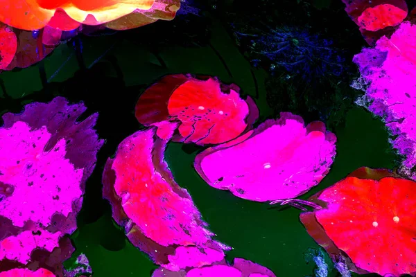 Nilüfer yaprakları, zarif arkaplan deseni