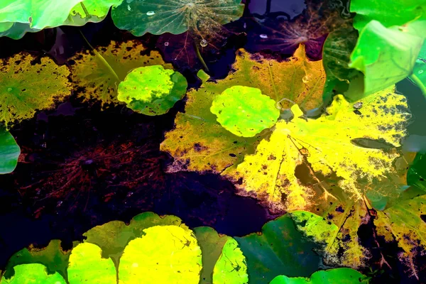 Nilüfer yaprakları, zarif arkaplan deseni