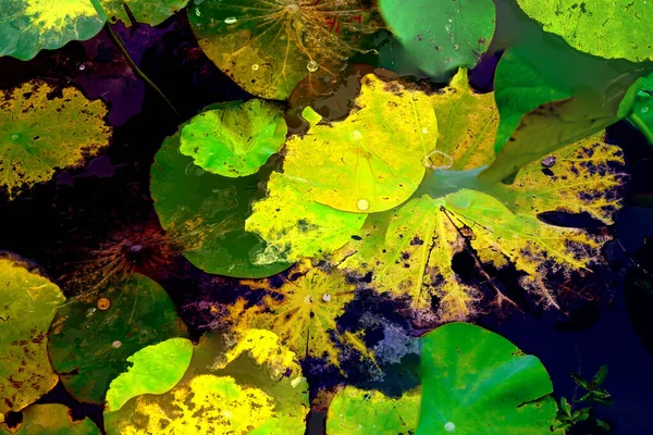 Nilüfer yaprakları, zarif arkaplan deseni