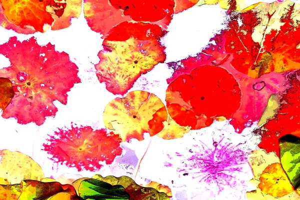 Nilüfer yaprakları, zarif arkaplan deseni