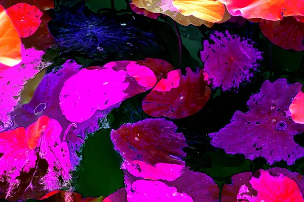 Nilüfer yaprakları, zarif arkaplan deseni