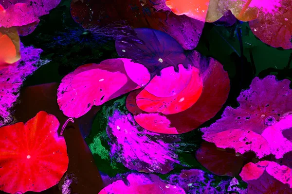 Nilüfer yaprakları, zarif arkaplan deseni