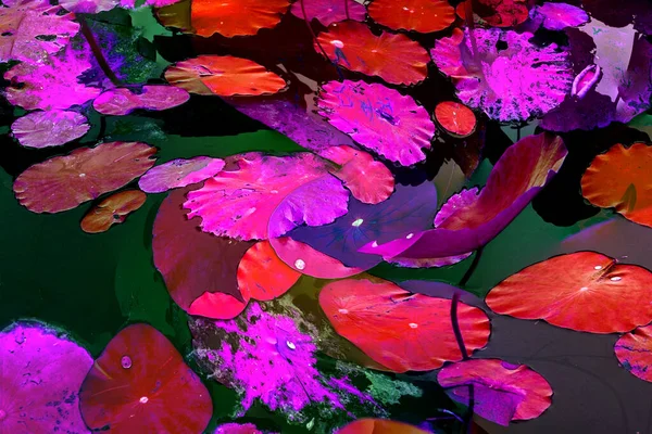 Nilüfer yaprakları, zarif arkaplan deseni