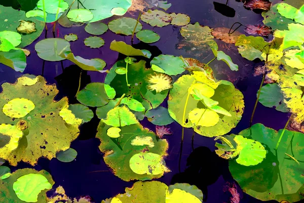 Nilüfer yaprakları, zarif arkaplan deseni