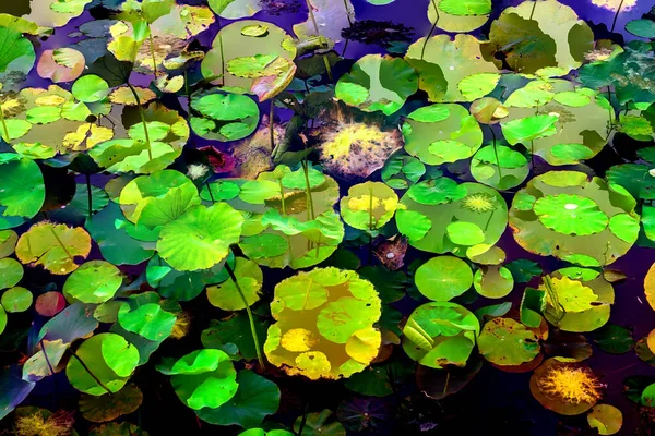 Nilüfer yaprakları, zarif arkaplan deseni