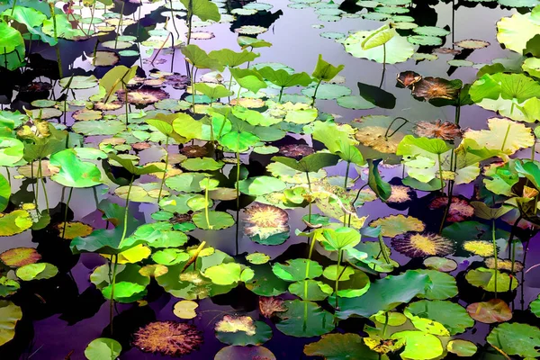 Nilüfer yaprakları, zarif arkaplan deseni