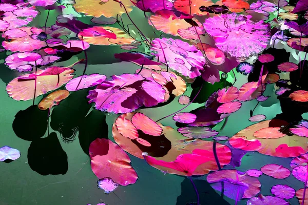 Nilüfer yaprakları, zarif arkaplan deseni