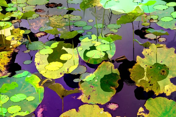 Nilüfer yaprakları, zarif arkaplan deseni