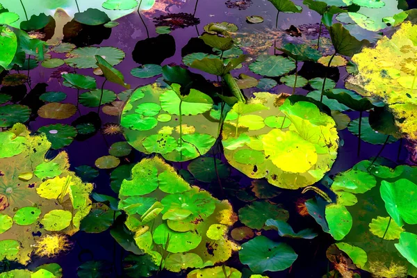 Clustered Lotus Leaves Elegant Background Pattern —  Fotos de Stock