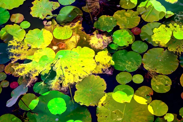 Nilüfer yaprakları, zarif arkaplan deseni