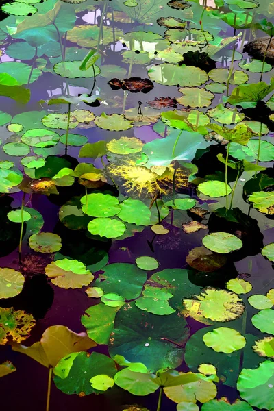 Nilüfer yaprakları, zarif arkaplan deseni