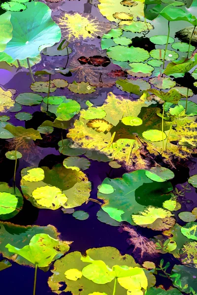 Nilüfer yaprakları, zarif arkaplan deseni