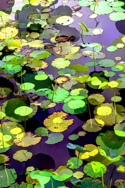 Clustered Lotus Leaves Elegant Background Pattern — Fotografia de Stock