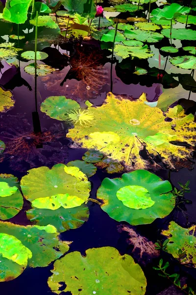 Nilüfer yaprakları, zarif arkaplan deseni